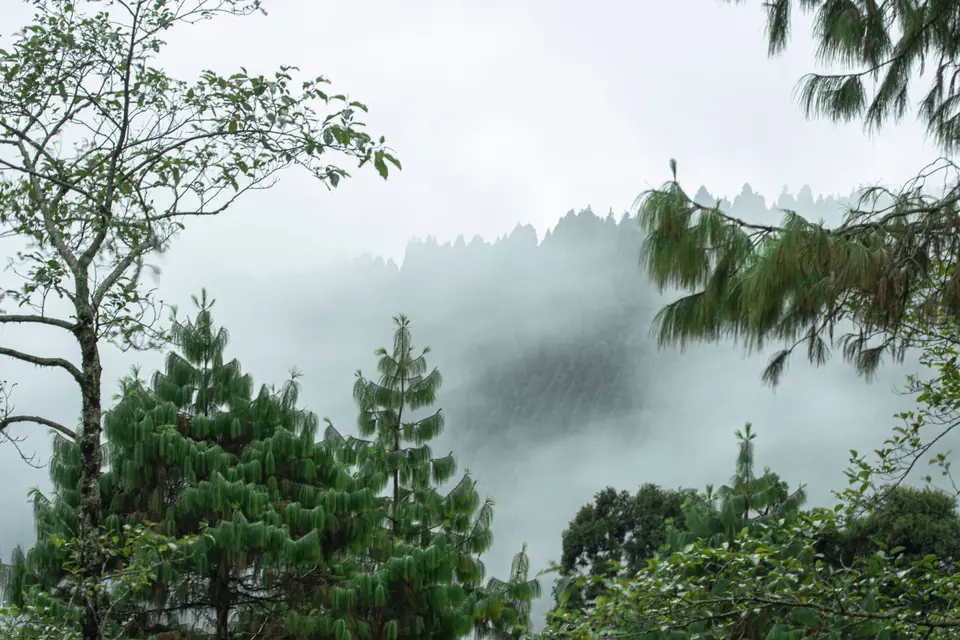 Darjeeling: photograph 6 from the Travelance Holidays Darjeeling package