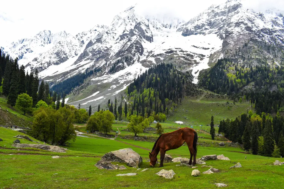 Kashmir: photograph 2 from the Travelance Holidays Kashmir package
