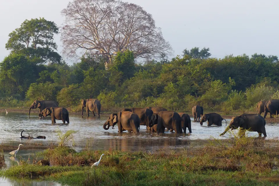 Sri Lanka: photograph 5 from the Travelance Holidays Sri Lanka package